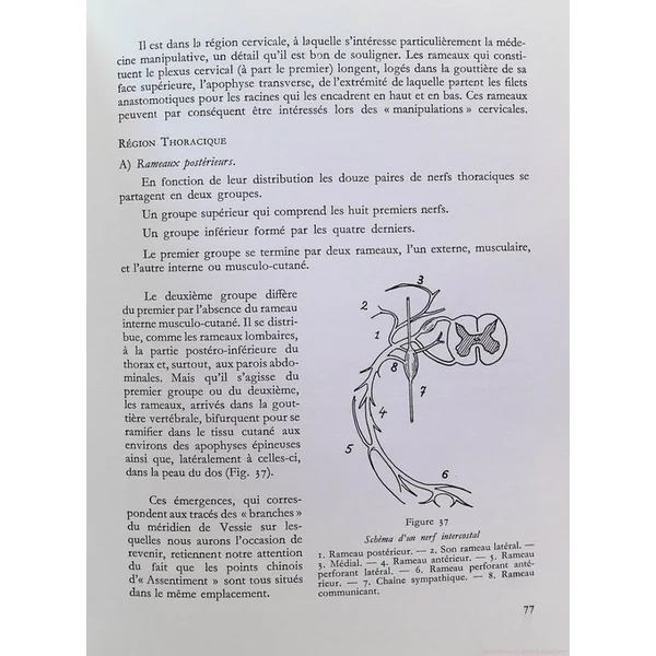 Acuponcture chinoise - Ses bases neuro-physiologiques