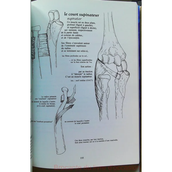 Anatomie pour le mouvement, tome 1