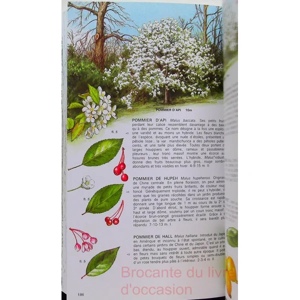 Arbres de France et d'Europe occidentale-