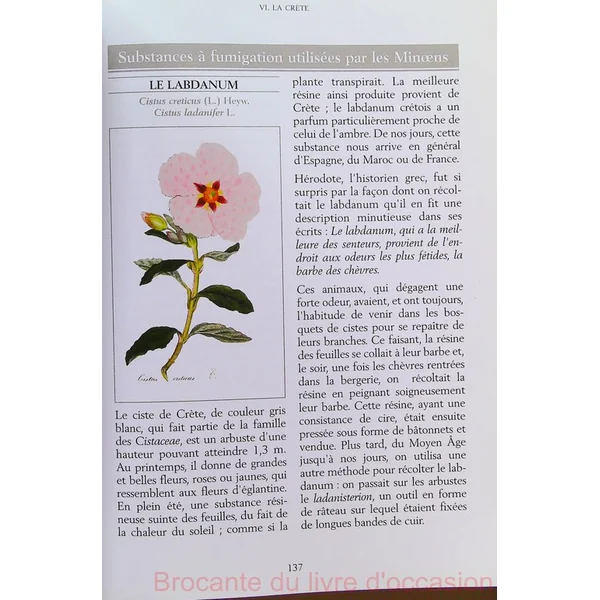 Guide de l'encens - Vertus et bienfaits