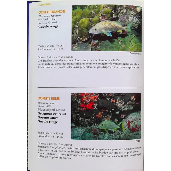 Guide des Poissons Coralliens des Antilles