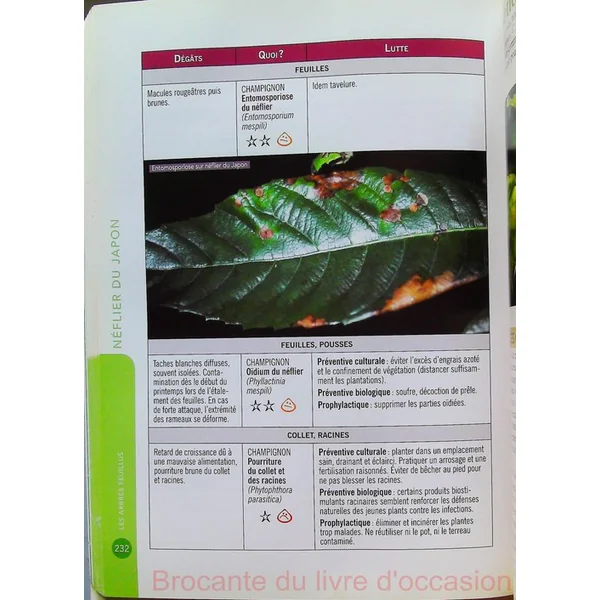 Guide écologique des arbres
