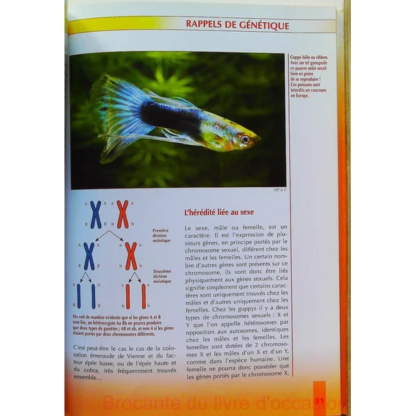 Guppy passion - De l'initiation aux concours