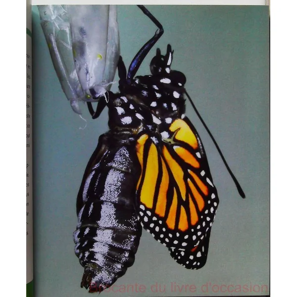 Insectes et coléoptères