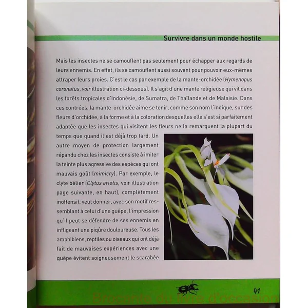 Insectes et coléoptères