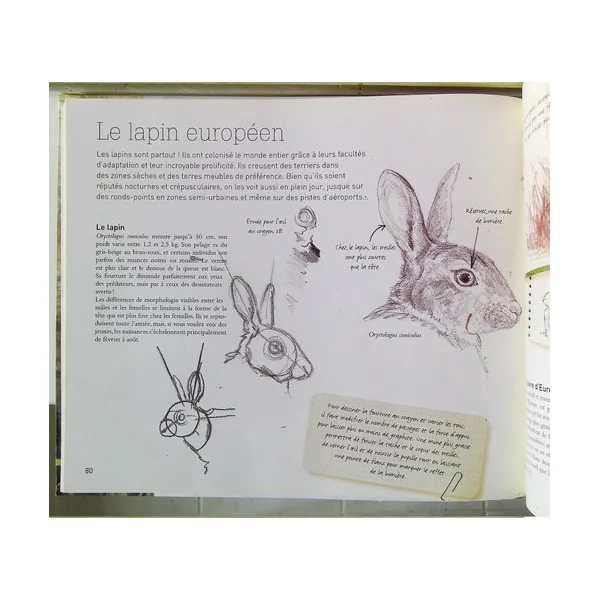 Le dessin naturaliste (2)