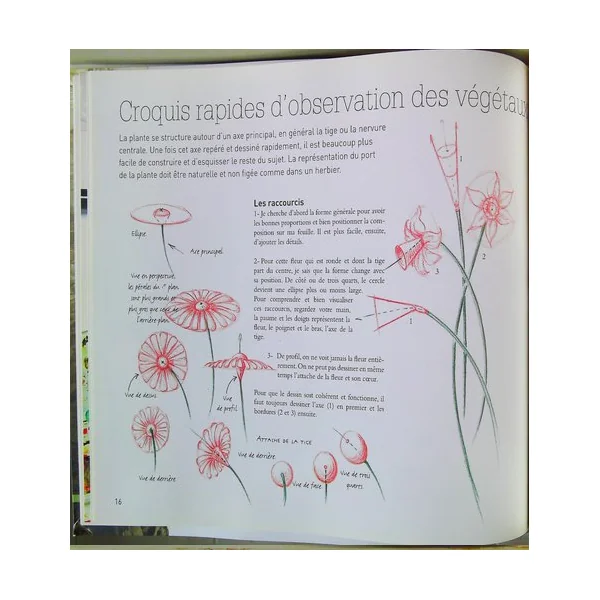 Le dessin naturaliste