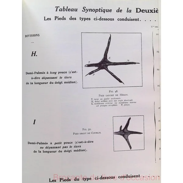 Notre sauvagine et sa chasse-