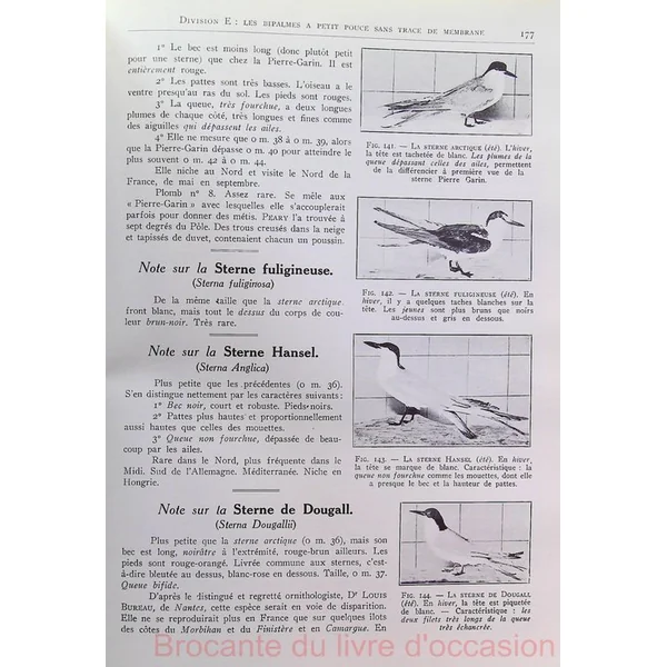 Notre sauvagine et sa chasse-