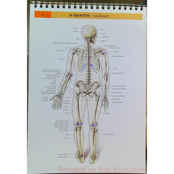 Planches D'Anatomie (cahier en spirale grand format)