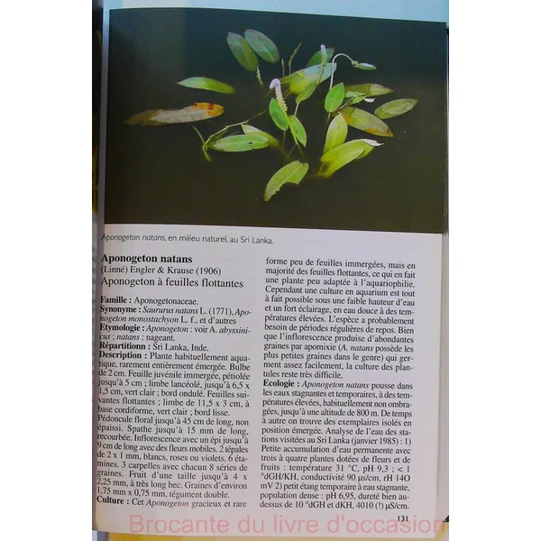 Plantes d'aquarium