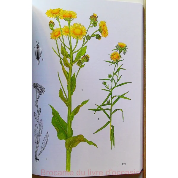 Plantes vivaces