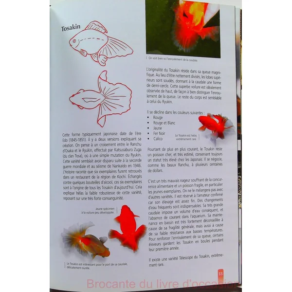 Poissons rouges et Japonais