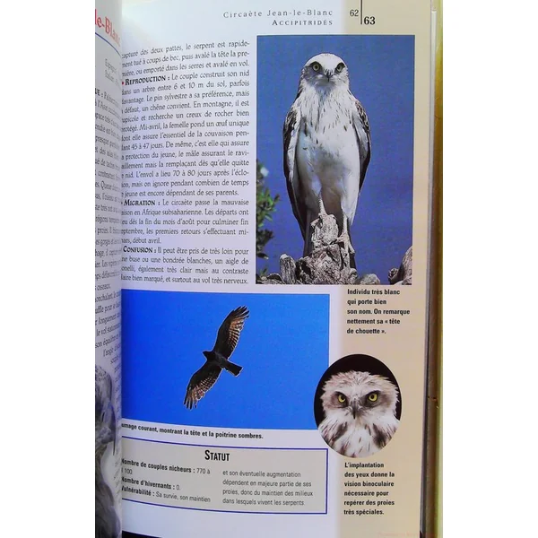 Rapaces de France