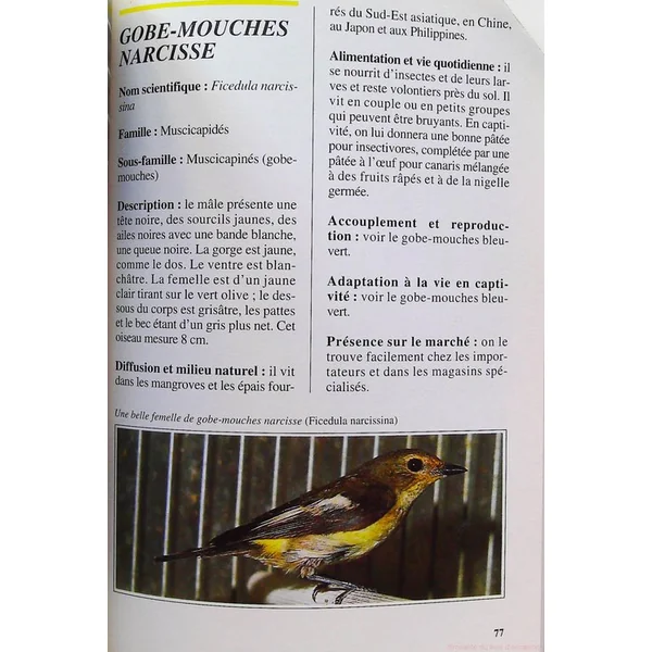 Rossignols, merles, grives et autres insectivores-