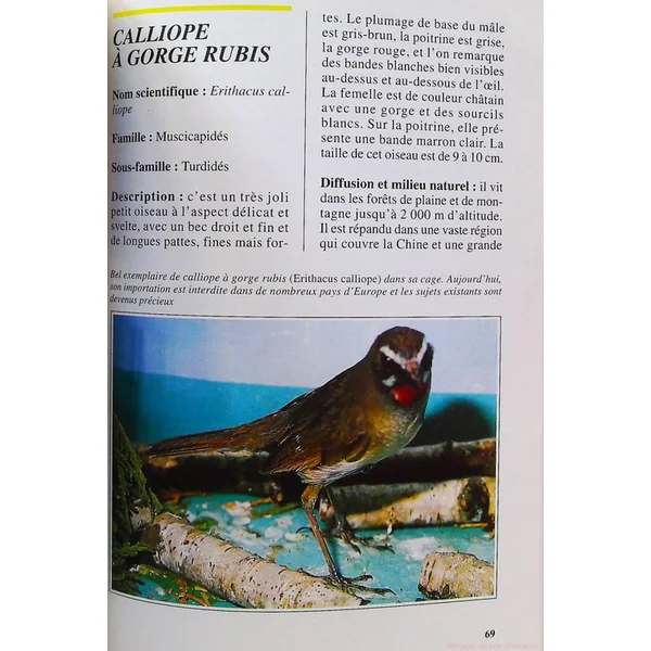 Rossignols, merles, grives et autres insectivores-