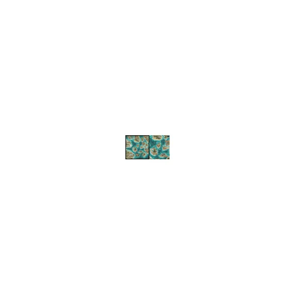 Terre Pirates - Jeu de stratégie